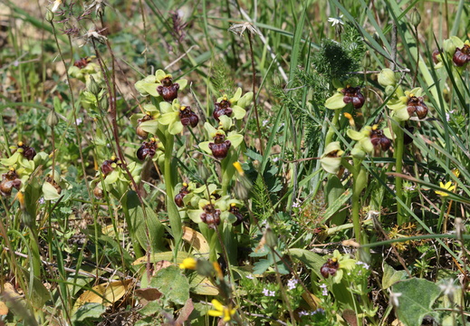 Ophrys bombyliflora 013 1Q2A1213