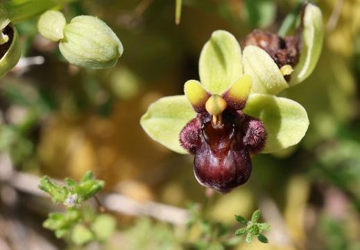 Ophrys bombyliflora 014 1Q2A1229
