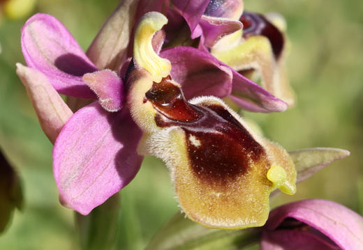 Ophrys tenthredinifera