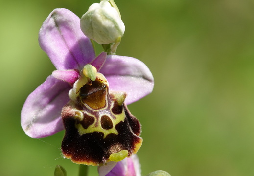 Ophrys fuciflora