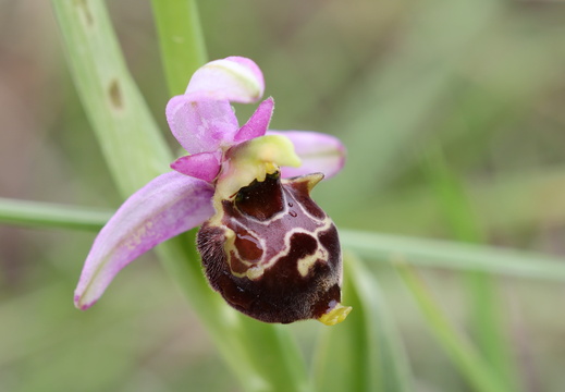 Ophrys querciphila