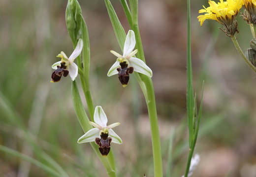 Ophrys picta 007 1Q2A2259