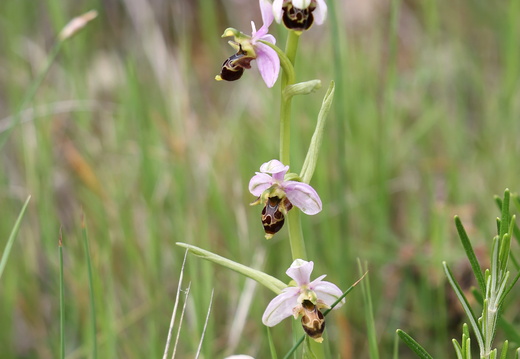 Ophrys picta 002 1Q2A9583