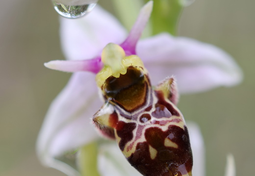 Ophrys picta 003 1Q2A0095