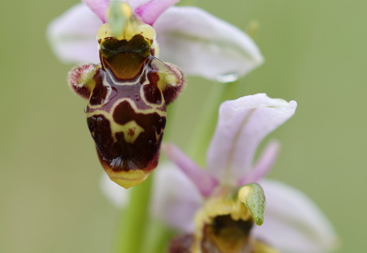 Ophrys picta 004 1Q2A0100
