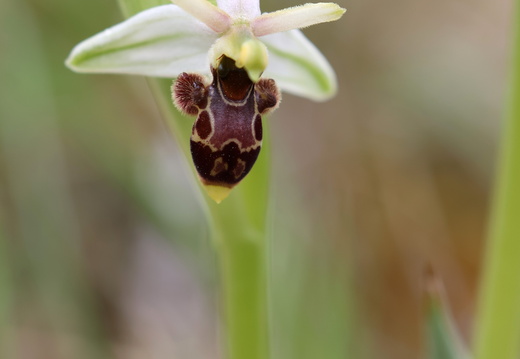 Ophrys picta 005 1Q2A2247