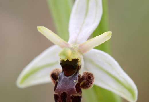 Ophrys picta 006 1Q2A2253