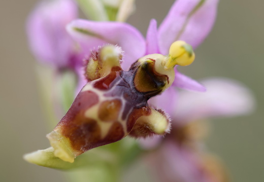 Ophrys corbariensis