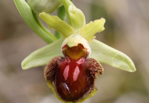 Ophrys massiliensis