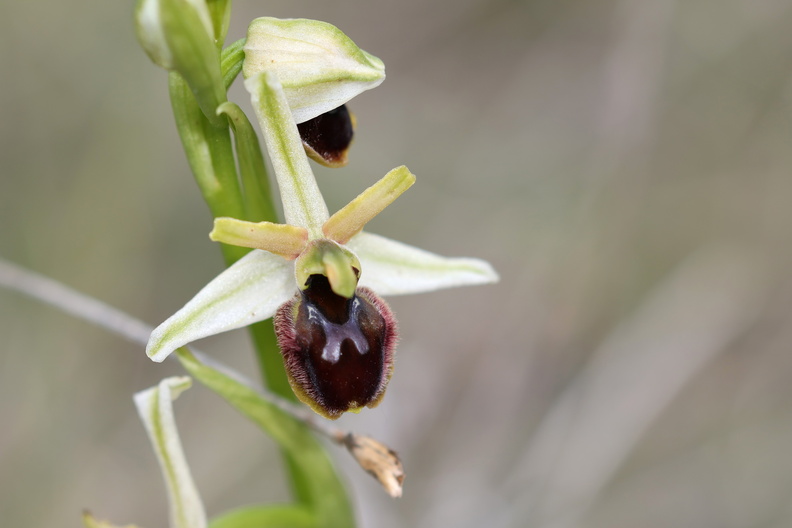 Ophrys araneola 054 1Q2A1761.jpg