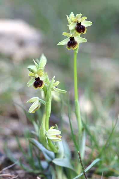 Ophrys araneola 056 1Q2A2516.jpg