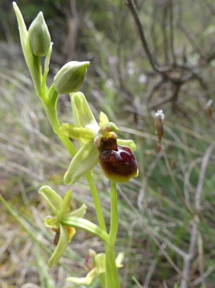 Ophrys araneola 005 P1090226.jpg
