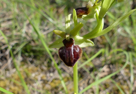 Ophrys araneola 010 P1140278