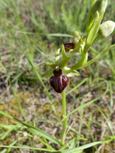 Ophrys araneola 010 P1140278.jpg