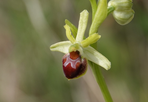 Ophrys araneola