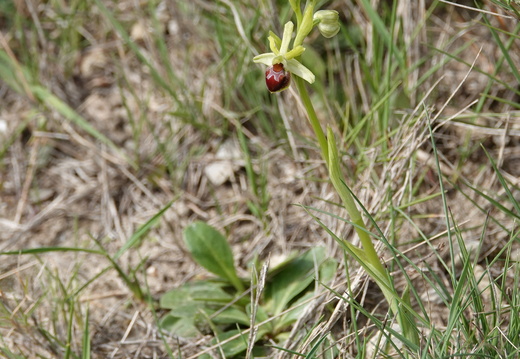 Ophrys araneola 012 DSC02461