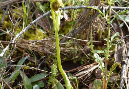 Ophrys araneola 013 DSC04052