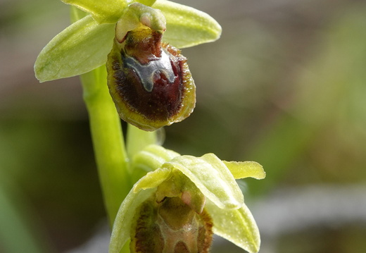 Ophrys araneola 014 DSC04055