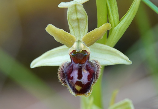 Ophrys araneola 015 DSC04118