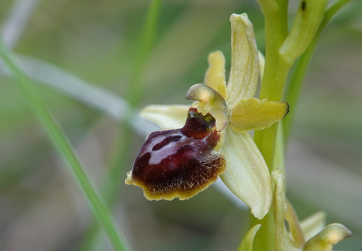 Ophrys araneola 016 DSC04124