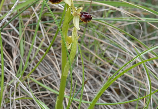 Ophrys araneola 017 DSC04126