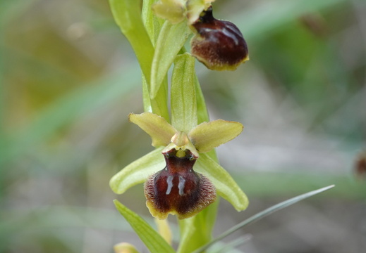 Ophrys araneola 018 DSC04136