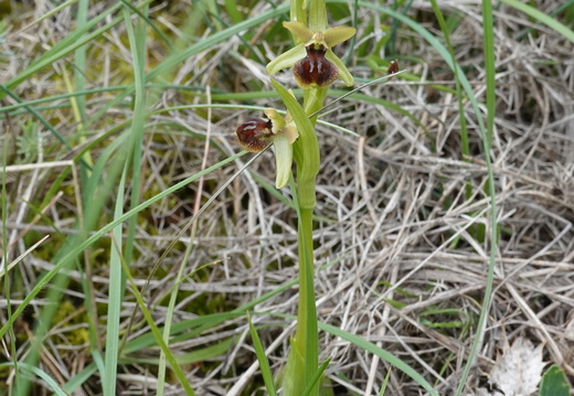 Ophrys araneola 019 DSC04138