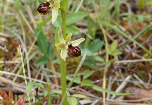 Ophrys araneola 020 DSC04142