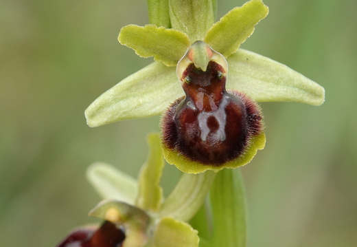 Ophrys araneola 021 DSC04150