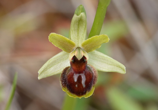 Ophrys araneola 022 DSC04153