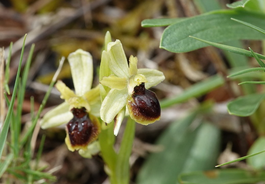 Ophrys araneola 023 DSC04158