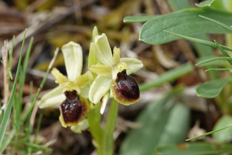 Ophrys araneola 023 DSC04158.jpg