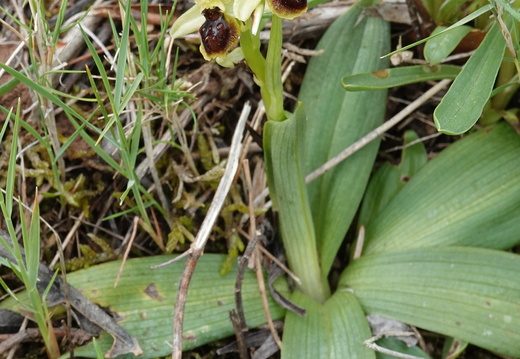 Ophrys araneola 024 DSC04160