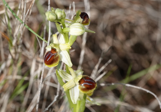 Ophrys araneola 025 DSC04173