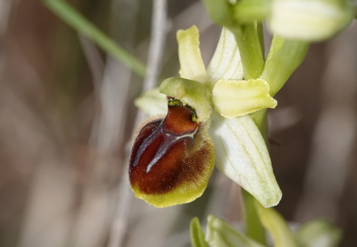 Ophrys araneola 026 DSC04176