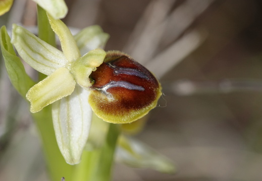 Ophrys araneola 027 DSC04177