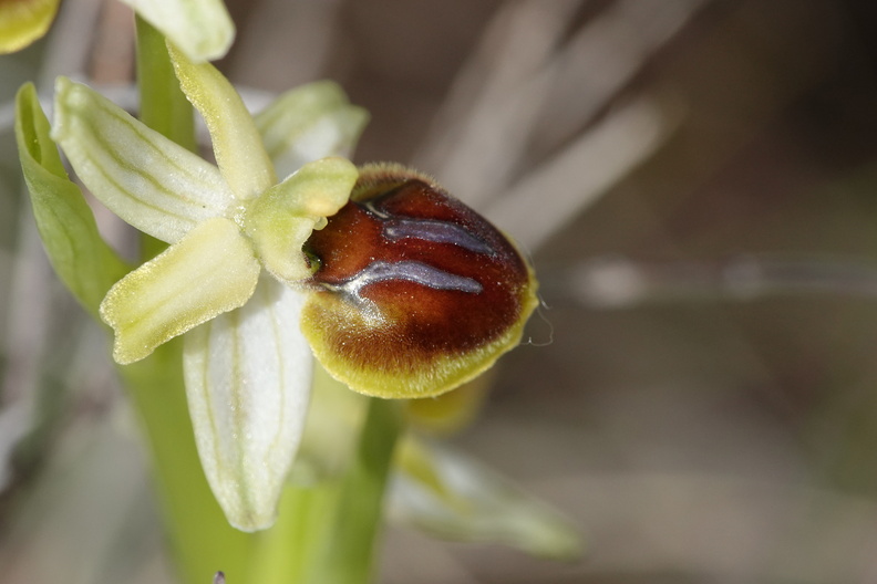 Ophrys araneola 027 DSC04177.jpg