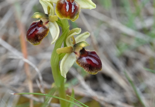 Ophrys araneola 028 DSC04240