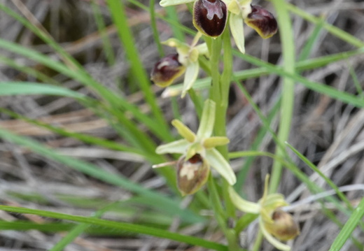 Ophrys araneola 029 DSC04690