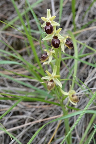 Ophrys araneola 029 DSC04690.jpg