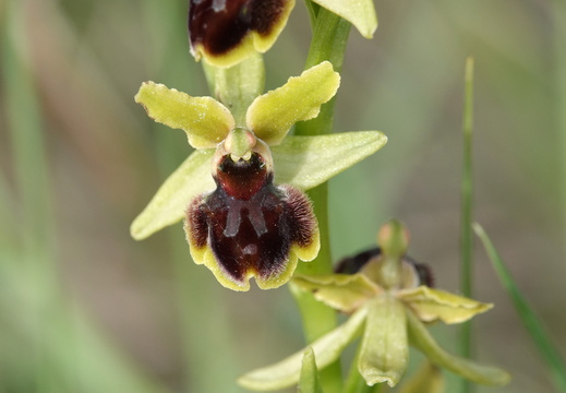 Ophrys araneola 031 DSC04793