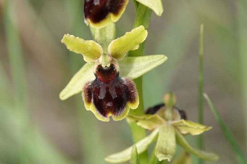 Ophrys araneola 031 DSC04793.jpg