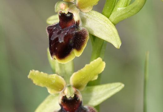 Ophrys araneola 032 DSC04794