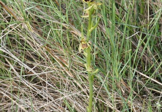 Ophrys araneola 033 DSC04800
