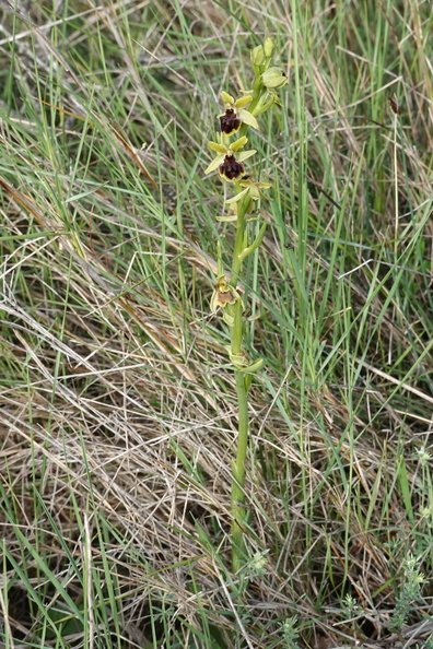 Ophrys araneola 033 DSC04800.jpg