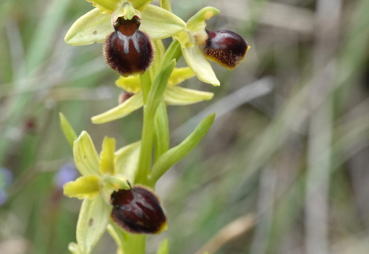 Ophrys araneola 034 DSC05037