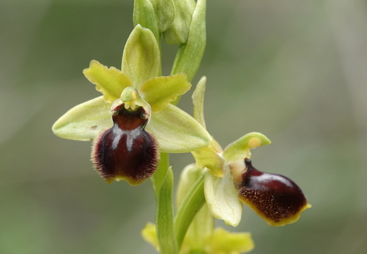Ophrys araneola 035 DSC05039