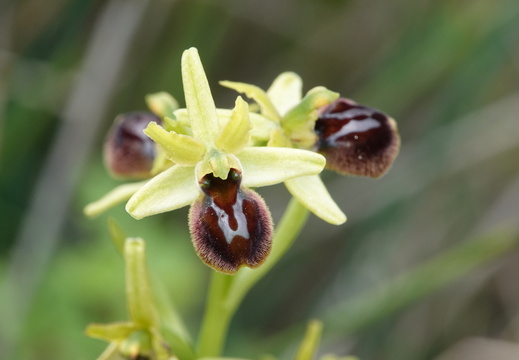 Ophrys araneola 036 DSC06165