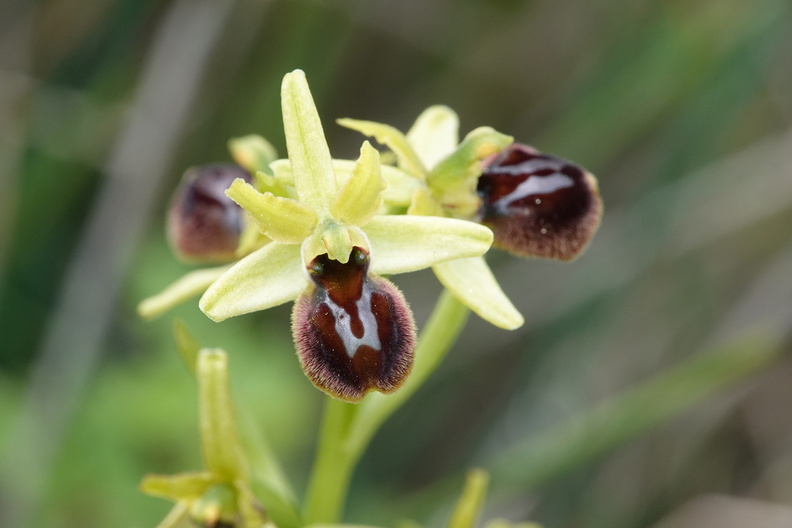Ophrys araneola 036 DSC06165.jpg