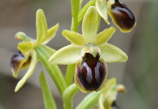 Ophrys araneola 037 DSC06167